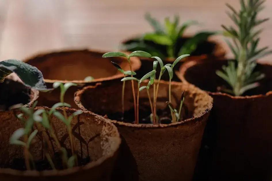 Common Types of Plant Diseases Common Types of Plant Diseases