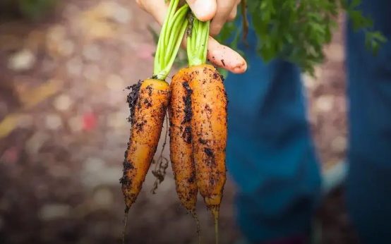 Dealing with Garden Pests Naturally: Tips You Need