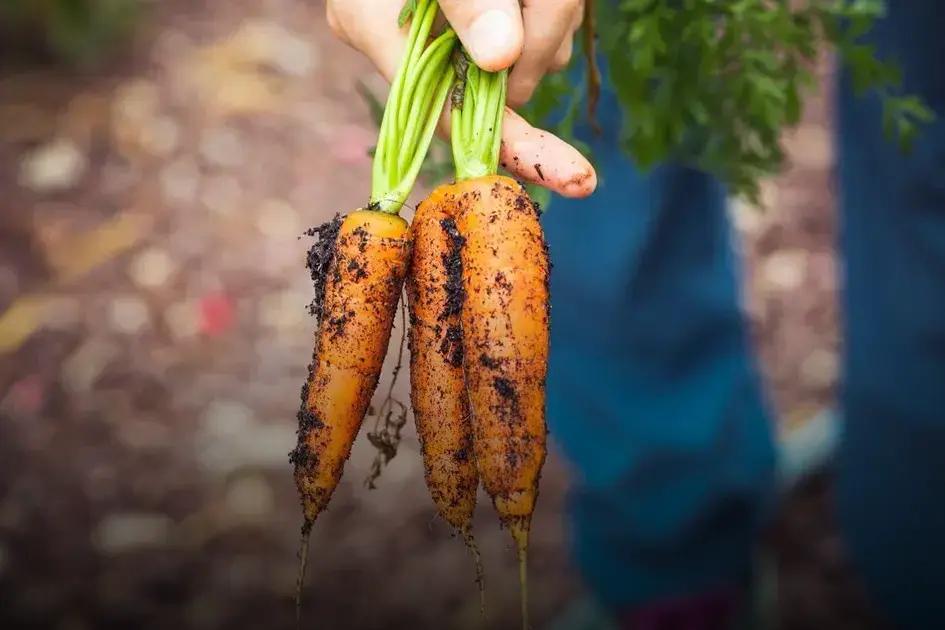Dealing with Garden Pests Naturally: Tips You Need