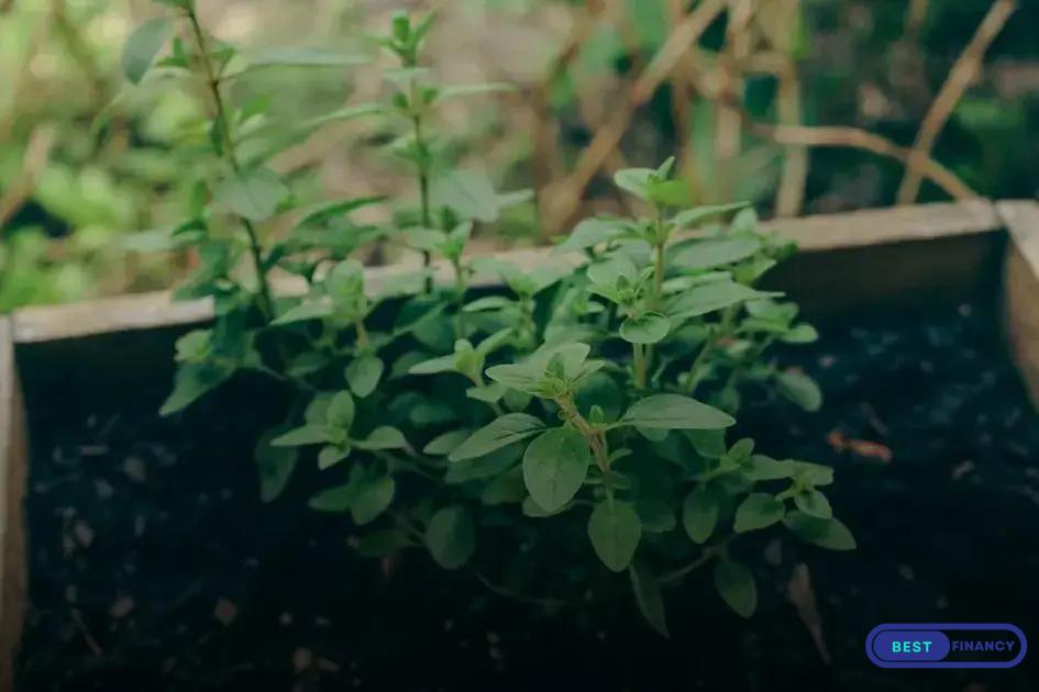 DIY Hanging Gardens: Save Space & Add Greenery Easily