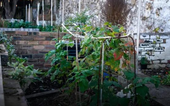 Garden Design Ideas to Transform Your Backyard Elegantly