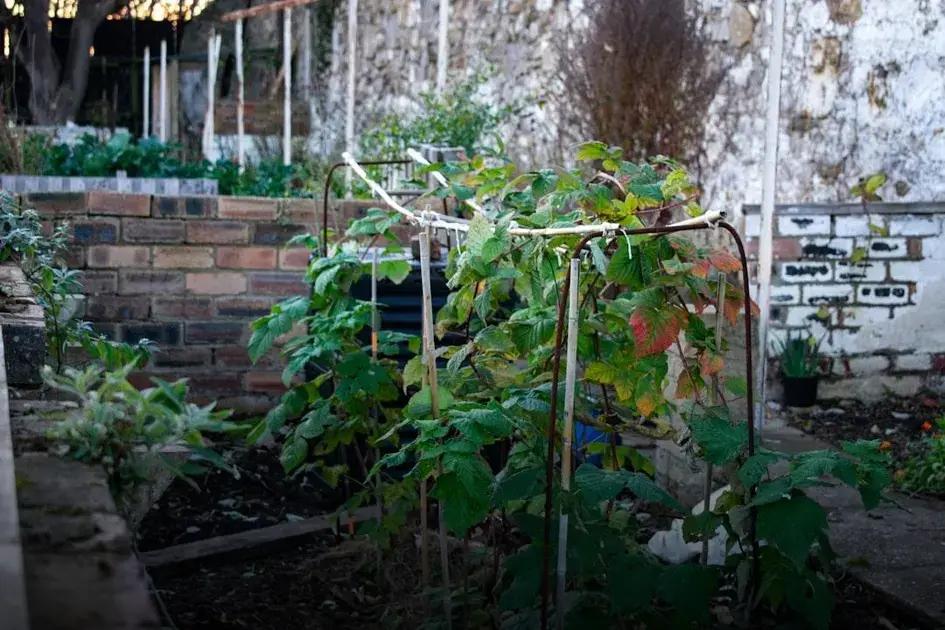 Garden Design Ideas to Transform Your Backyard Elegantly