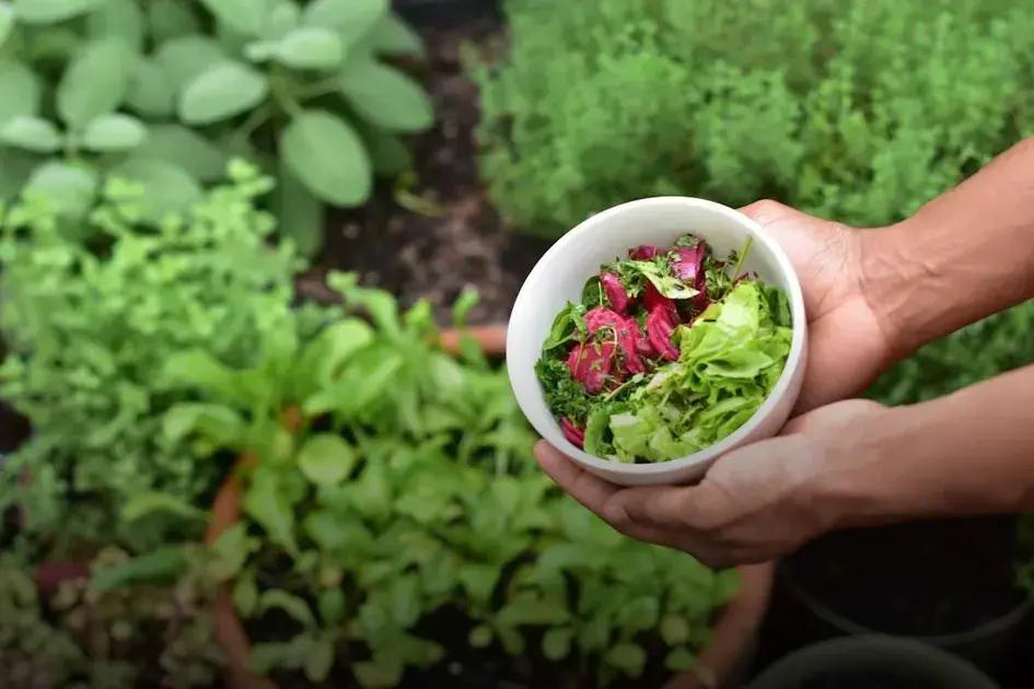 Hosting a Garden Party: Decorate Naturally with Ease
