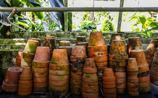 How to Spot and Treat Common Plant Diseases Fast