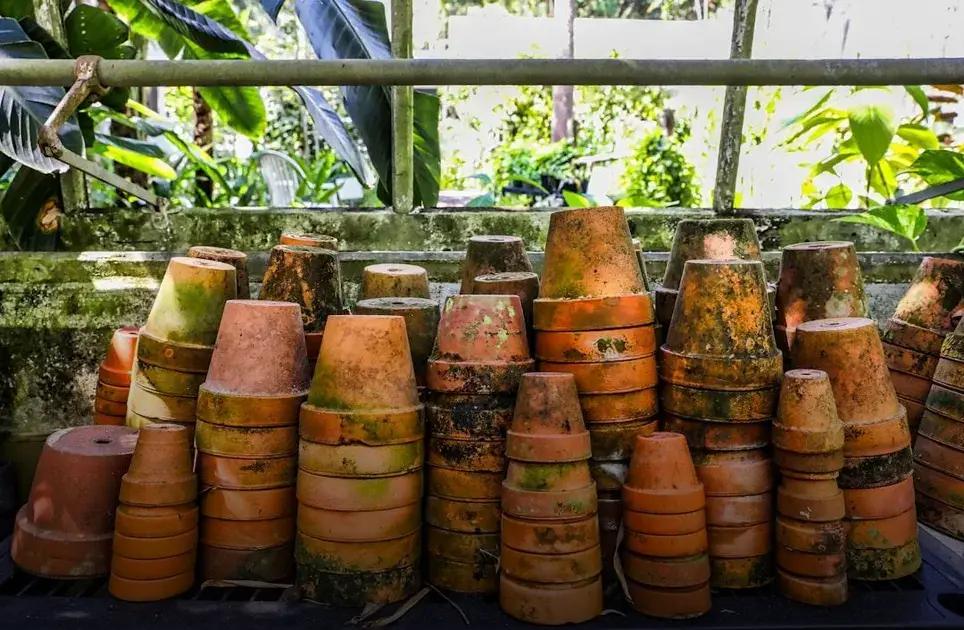 How to Spot and Treat Common Plant Diseases Fast