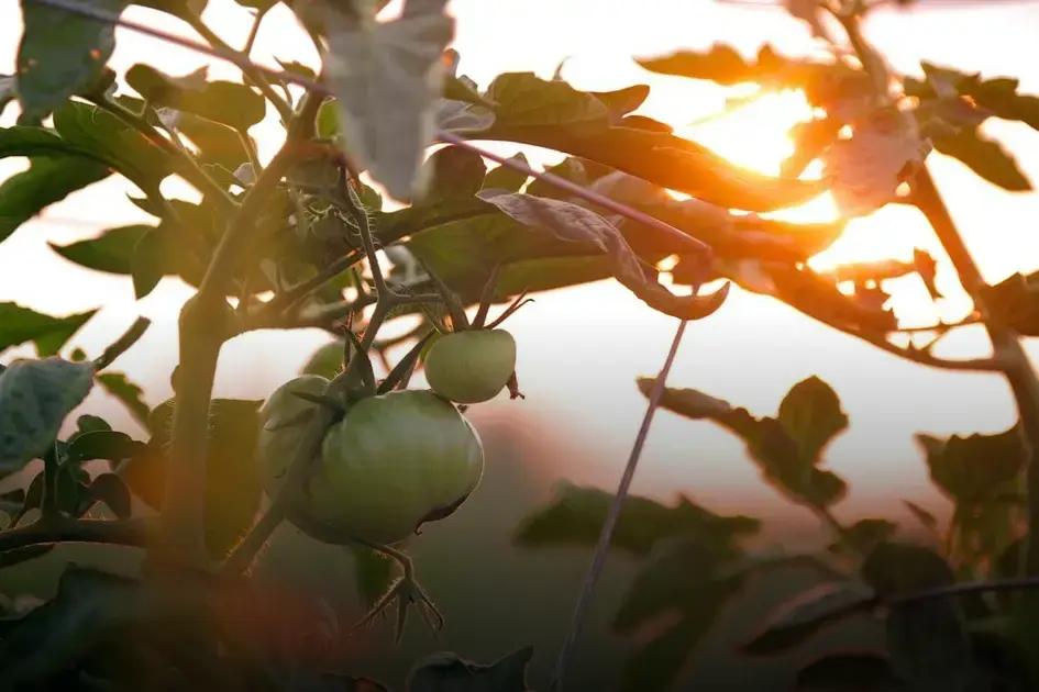 Lighting Your Garden for Evening Relaxation Lighting Your Garden for Evening Relaxation