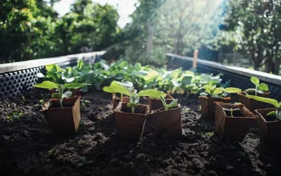 Reviving Dying Plants: First Steps to Rescue Success