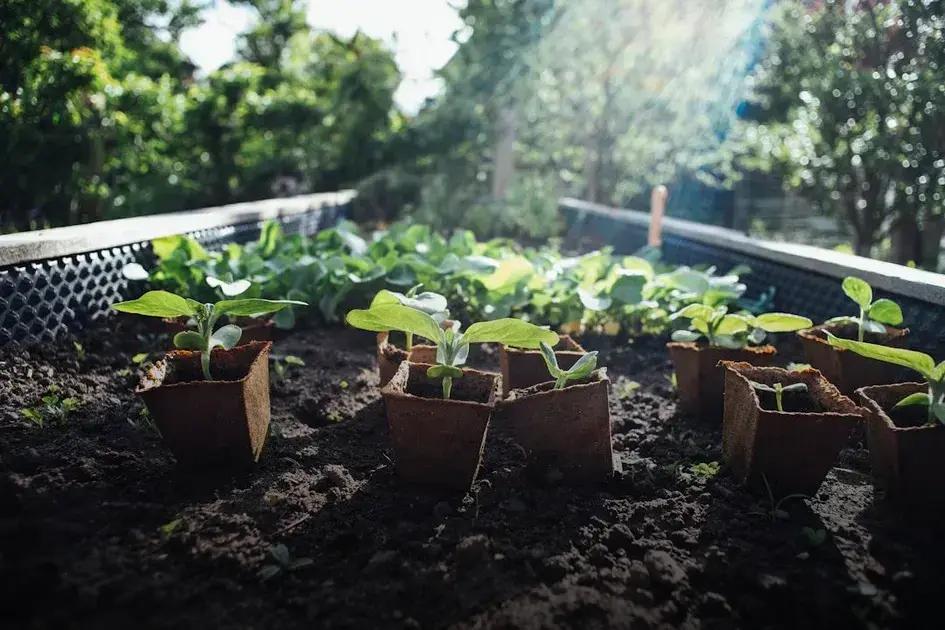 Reviving Dying Plants: First Steps to Rescue Success