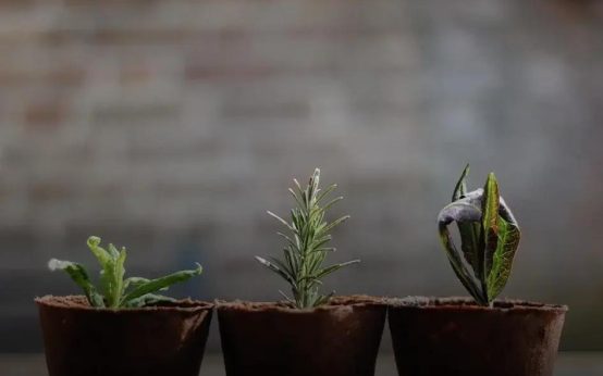 When & How to Fertilize Your Plants: A Complete Guide