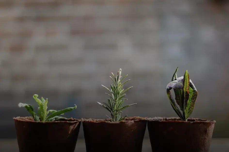 When & How to Fertilize Your Plants: A Complete Guide
